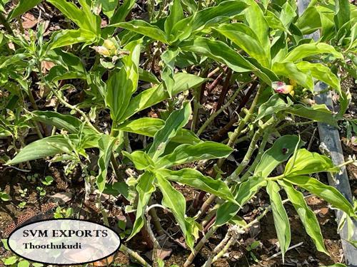 Public product photo -  SVM EXPORTS Insulin plant (Chamaecostus cuspidatus) the origin of the plant is Central America and this medicinal herb is utilized in Ayurveda and Herbal medicine systems for treating diabetes.
•	Costus igneus is well-reckoned for its lush green foliage.
•	Leaves of the plant are brimming with a chemical that cuts-back the menaces of diabetes.
•	Often used as a promising medicinal plant
•	Chemicals in the insulin le